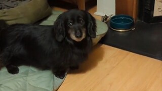 There is still 1 minute until dinner time, but the dog can't help but whimper and act like a spoiled