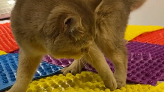 把猫咪放在指压板上，奇迹发生了！