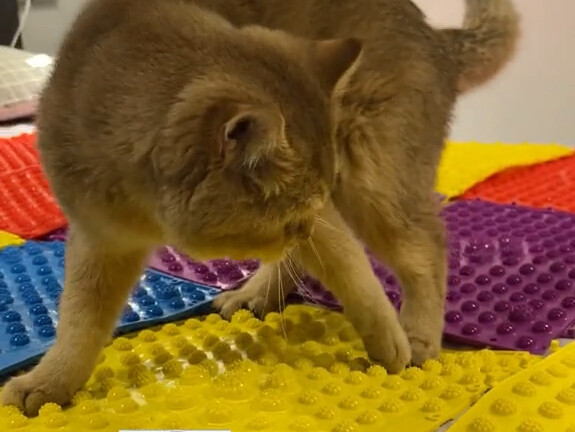 把猫咪放在指压板上，奇迹发生了！