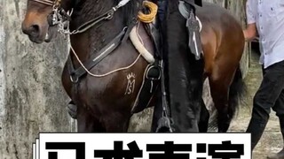 Kuda Paso Fino mengambil langkah kecil