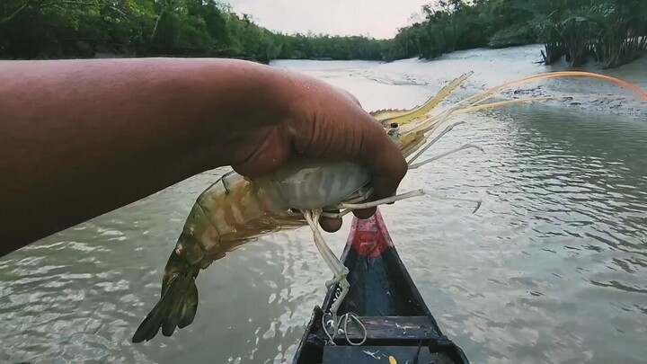 The Sundarbans are full of fish, life thrives in the salt water. 孙德尔本斯群岛鱼类资源丰富，咸水中生物繁衍生息。