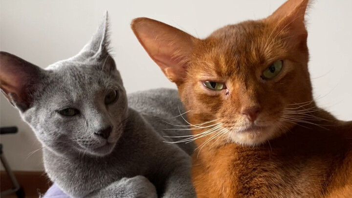 Out of the 800 “little schemes” in this household with six cats, Tie Jun hoards 796 of them for hims