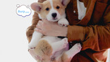 Come and see little corgi hiccups