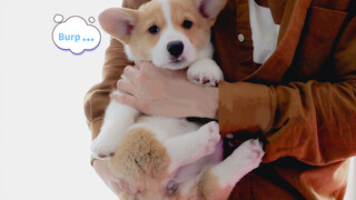 Khi Bé Corgi Bị Nấc