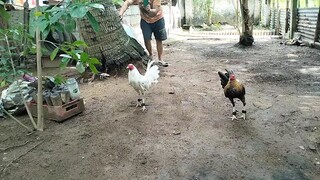 Dom vs White