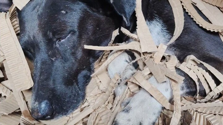 देखो दोस्तों, ये कितनी आलसी कुतिया है 😂🐶 पूरा दिन बस आराम और नींद!🥰