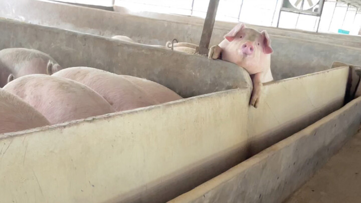 The attitude of taking advantage and being taken advantage of piggy!