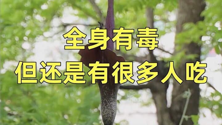 魔芋全身有毒，为什么还有人吃
