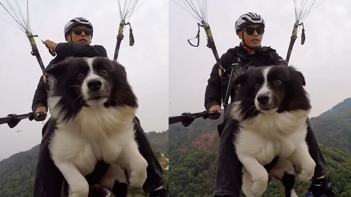 A dog rides a paraglider with its owner, staring wide-eyed in the sky. Netizens say: “This dog has s