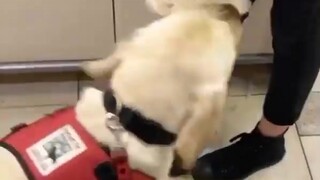 After a busy day at work, the service dog picked out a favorite toy.