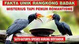 Harus Tau! Fakta Unik Burung Rangkong yang Misterius Tapi Romantis - Rangkong Badak / Enggang