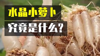 童年零食-水晶小萝卜，究竟是什么呢？