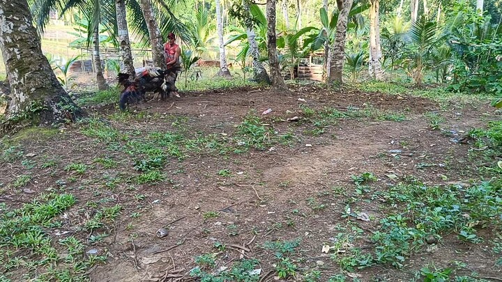 Alimbuyugin vs Talisayin