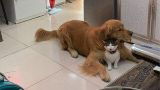 Bringing cats home is Teng Teng's life's work