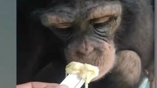 Monkey Brother: I want to throw my jaw away!!!