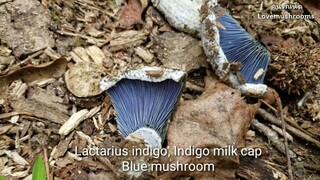 เห็ดน้ำนมสีคราม Lactarius indigo, Indigo milk cap, Blue mushroom