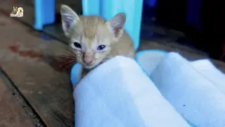 Tiny orphan kitten fall down after napping awhile
