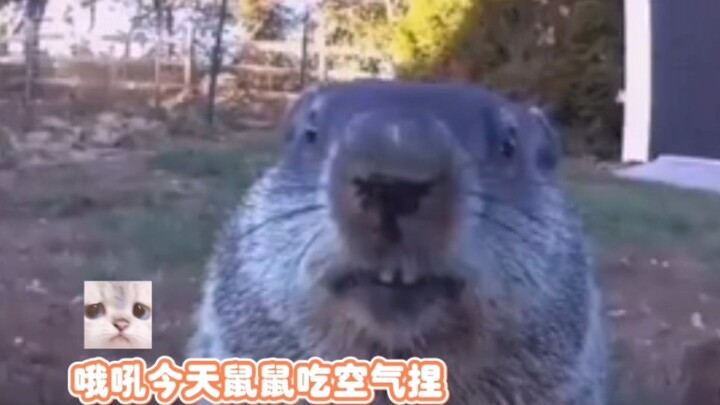 鼠鼠：我吃你蔬菜，你看我吃播，咱俩扯平了