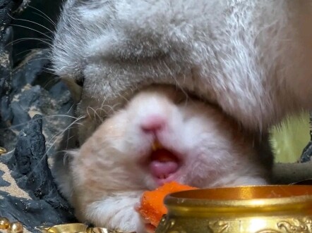 Kucing dan tikus di dunia nyata!