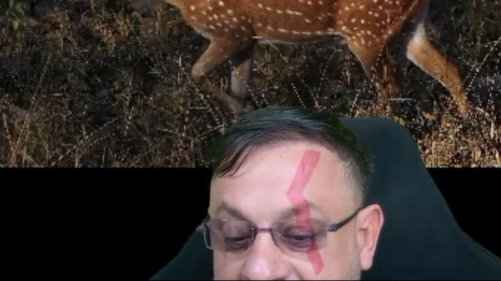 Cervo Axis invadindo o Brasil