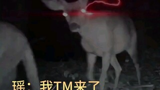 ياو: أنا قادم للصيد!!!