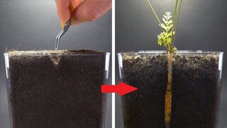 CARROT Growing from Seed Time Lapse - 100 Days