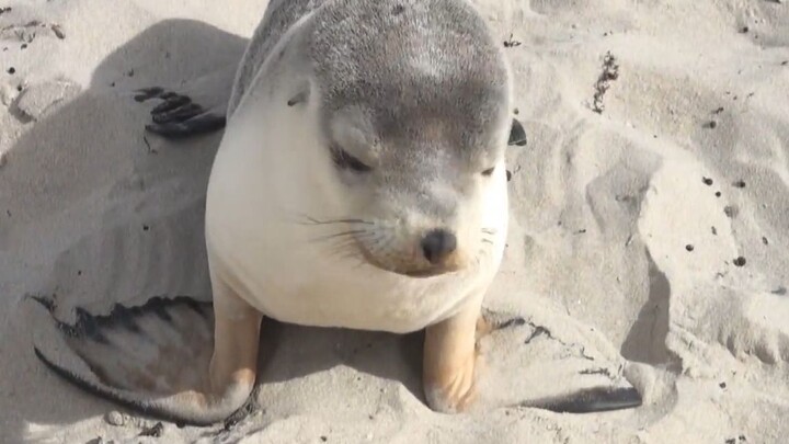 Sea lion cub on the beach