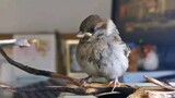 Chú chim sẻ nhỏ được cư dân mạng giải cứu