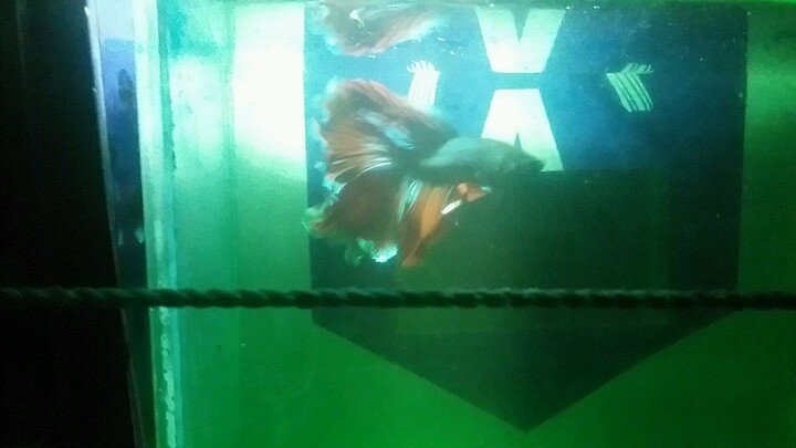 my betta fish