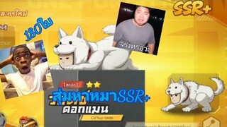 สุ่มหาหมาSSR+ด้วย180ใบที่ผมมี!!! | One punch Man The strongest