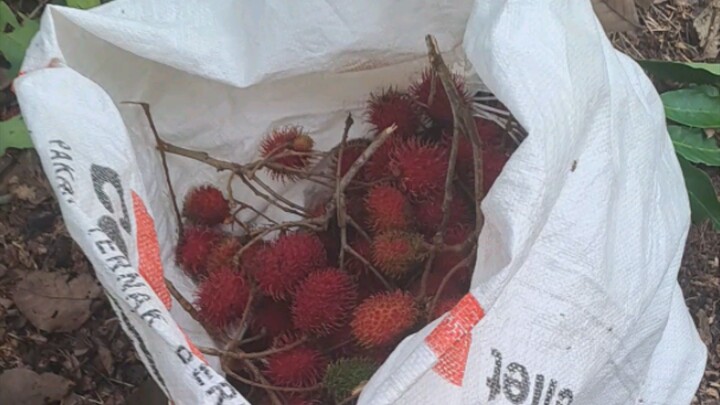 Panen rambutan tipis tipis gess