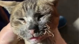 แมวกลุ่มแรกที่กลับบ้านช่วงตรุษจีน ตอนนี้กลายเป็นแบบนี้แล้ว…