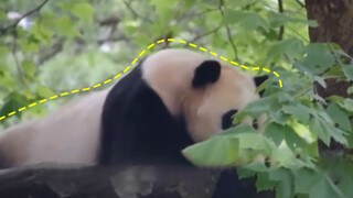 A Japanese girl loves pandas, and is travelling to China to apply for the role of panda caretakers. 