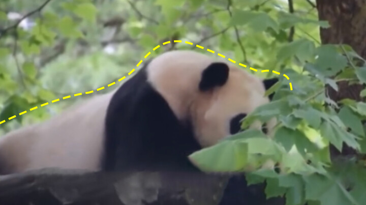 A Japanese girl loves pandas, and is travelling to China to apply for the role of panda caretakers. 