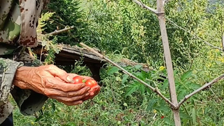 Grandpa has many vegetable gardens, and this is just one of them. Do kids like this kind of rural li