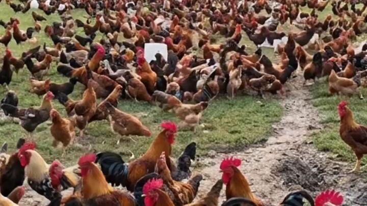 Hen Farm