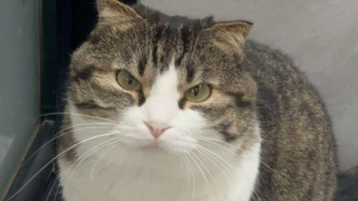 Cuo Cuo Bo Yi is really worried about you!