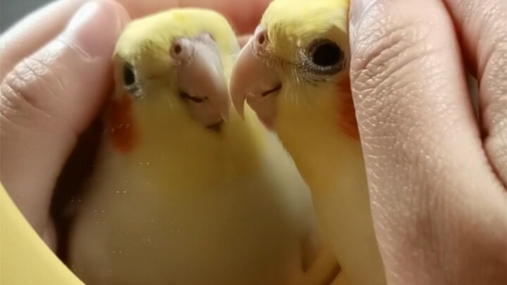 Berusaha mengubah peekaboo menjadi bahasa cockatiel