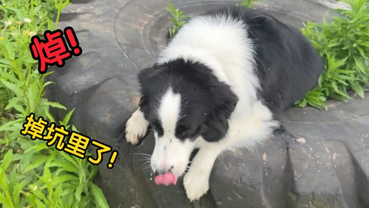 Border Collie: Shit, I fell into a pit!