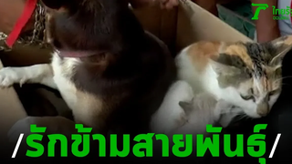 "งง"หมาผสมพันธ์ุแมว ได้ลูกครึ่งหมาแมว 15-11-62 ข่าวเช้าไทยรัฐ