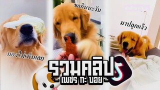 เค้าขอกินขนมหน่อย - รวมคลิปTiktok เพชร กะ บอย #2