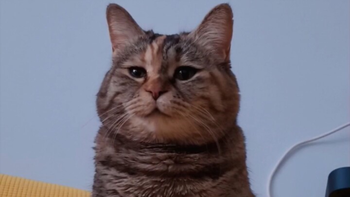 Frail kitten singing cat food