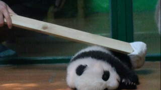 Mencuri anak panda itu mudah sekali, hanya butuh dua tongkat golf. Meng Meng sudah sangat lelah meng