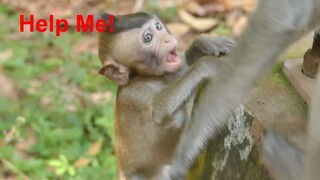 Adorable Monkey Lola Fall Down During Playing With Friend, Lola Walk Very Fast 2 Find Mom On The Way
