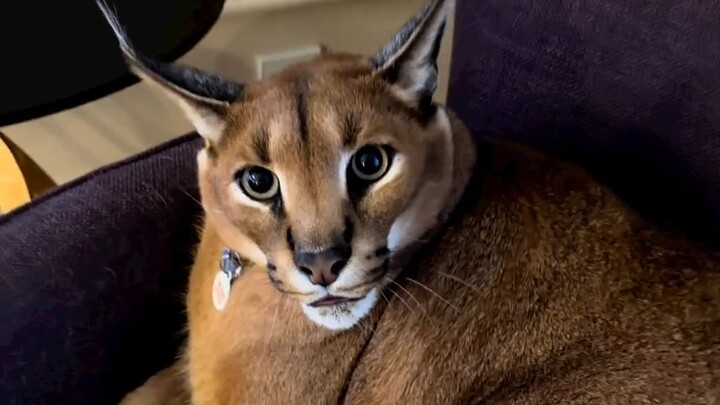 Caracal, salah satu dari delapan jenis kucing yang dilarang dipelihara, ayo coba “memelihara” lewat 