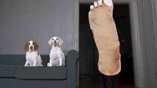 Dog vs Giant Foot Prank สุนัขตลก Maymo & Potpie ประหลาดใจกับรองเท้าผ้าใบสกปรก!