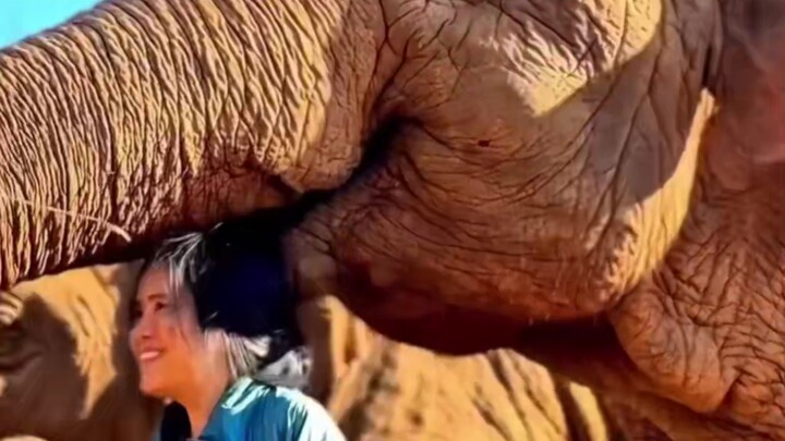 The fate of performing elephants in Thailand has been rewritten by Chinese consumers.