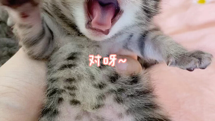 อ๋อ ที่แท้ลูกแมวตัวน้อยก็มีแรงขึ้นเมื่อกินอิ่มแล้วนี่เอง☺️