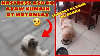 GANITO ANG GINAWA KO SA ASO KONG HINDI NAKAIN AT HINDI DUMUDUMI | DOG STRESS