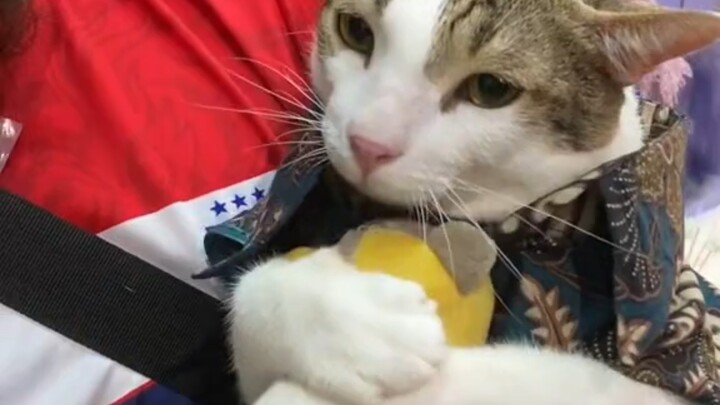 Apa yang harus dilakukan jika mainan kucing pemalu diambil paksa?